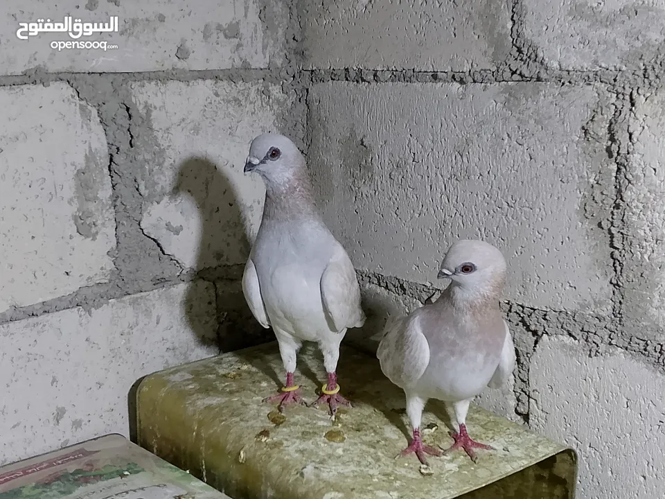 جواز حمام شغلات ميه بل ميه