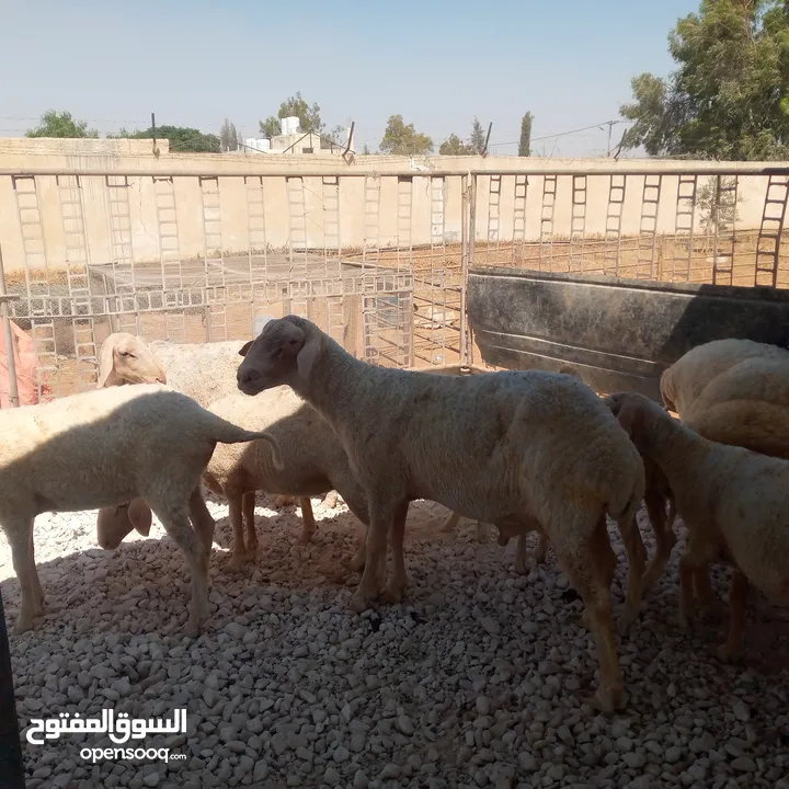 ثني مخلاع معه حبه