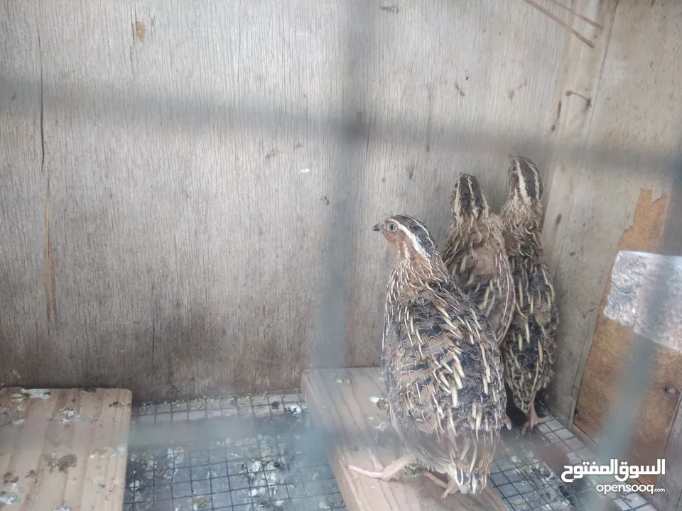 Japanese quail pair for sale