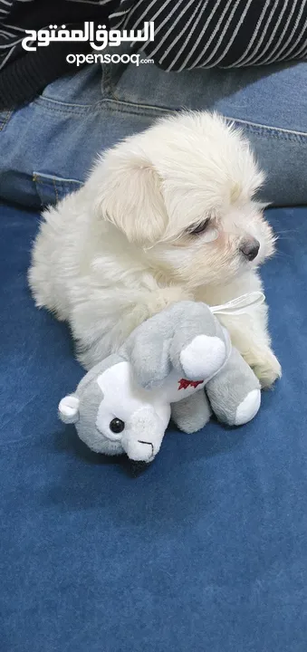 Single maltese puppy girl 50 day old