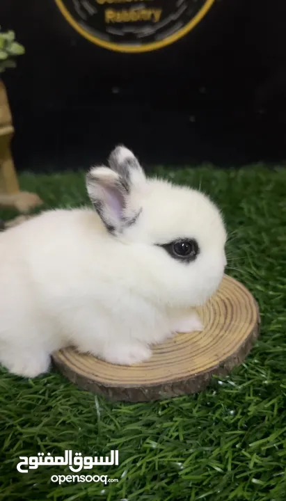 ارانب زينة فاخرة ( قزم - هولاند لوب - تيدي بير ) Dwarf Holland lop Teddy bear bunnies