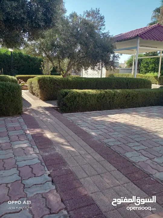 فني أشجار النخيل