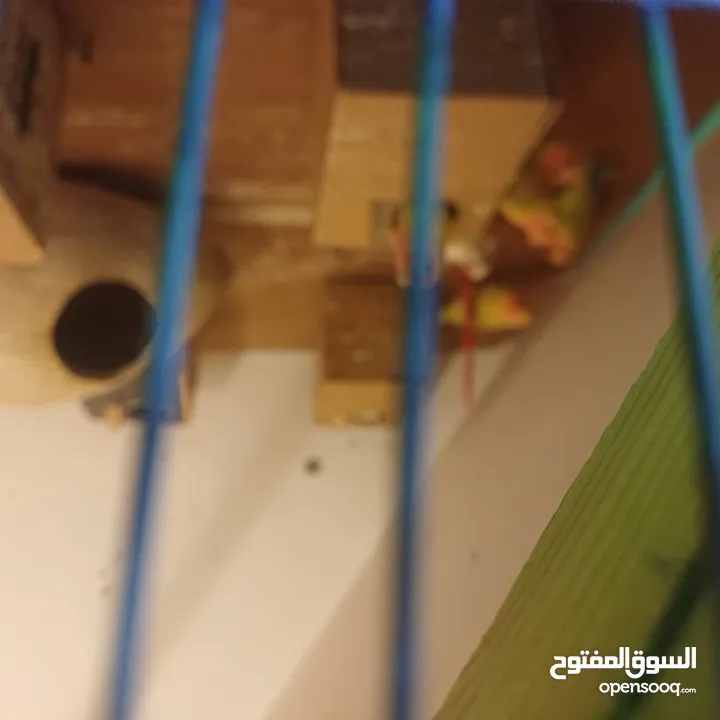 فحل كوكتيل وايت فيس جاهز للتجاوز