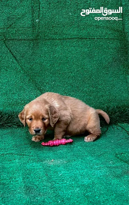 golden retriever puppies