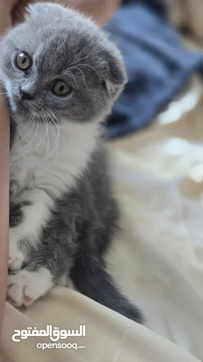 Scottish fold female kitten 3 month old