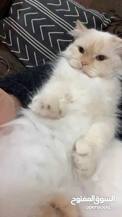 شيرازي للبيع عمرها سنة وشوي سعرها 600(قابل للتفاوض المعقول) اجتماعية وبترد عصحابها ومتعودة عالحمام