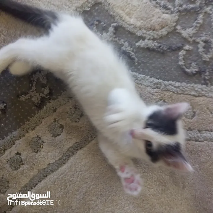 قط بلدي للتبني