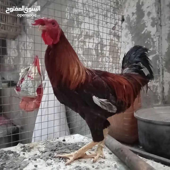 دجاج عرب وبشوش مصري