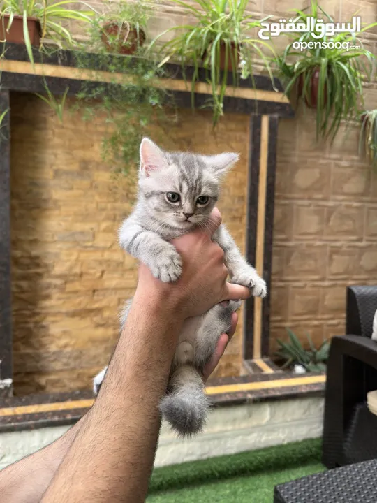قطط سكوتش فولد وسكوتش ستريت للبيع اقرأ الوصف