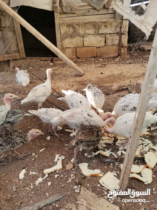 دجاح رومي حبش