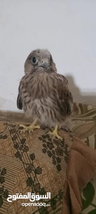 طيور للبيع