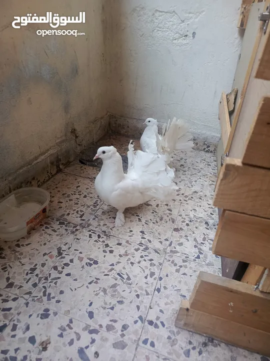 جوز حمام للبيع شغال  في فحل للبيع