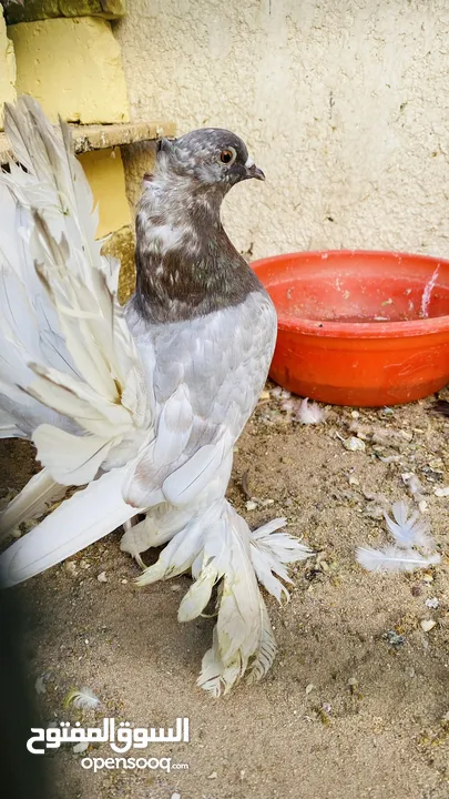 متاح حمام عرايس للبيع ومراوس بطيور حب