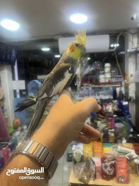 كوكتيل اليف فحل عليه عرض