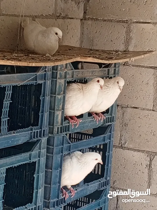 جواز حمام فرنسي لاحم سوبر جامبو بيور
