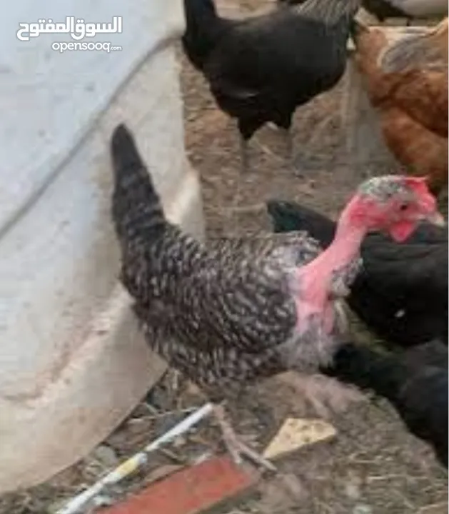 دجاج للبيع