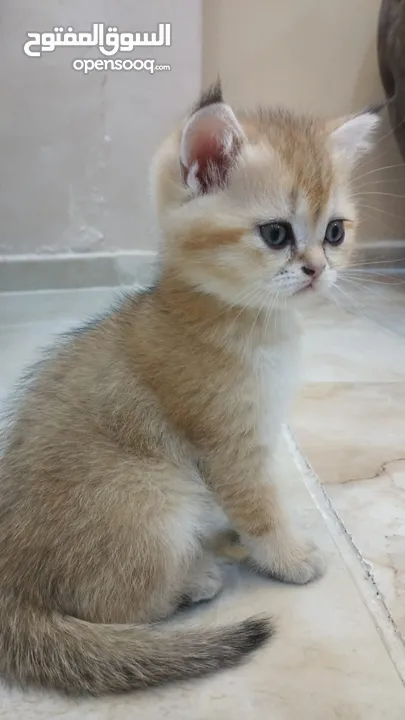 سكوتش ستريت وny11