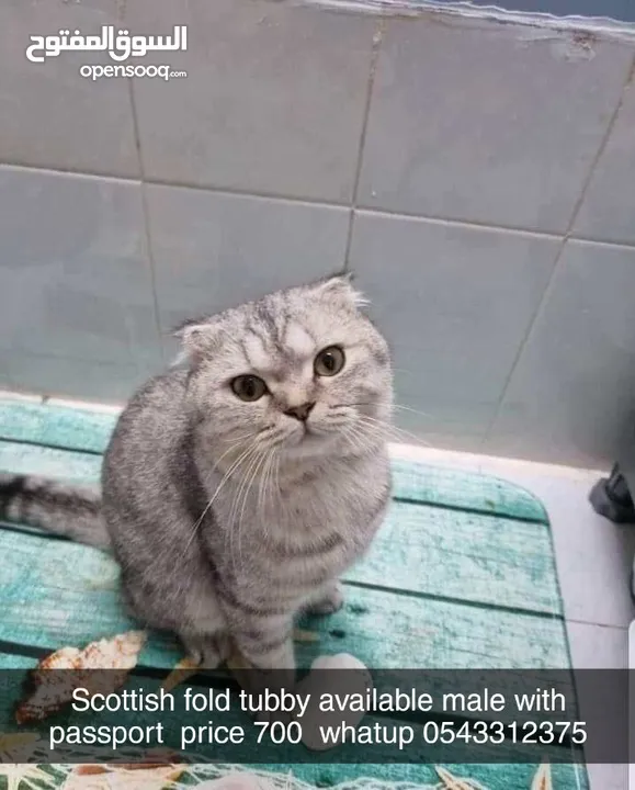 2 male cat available