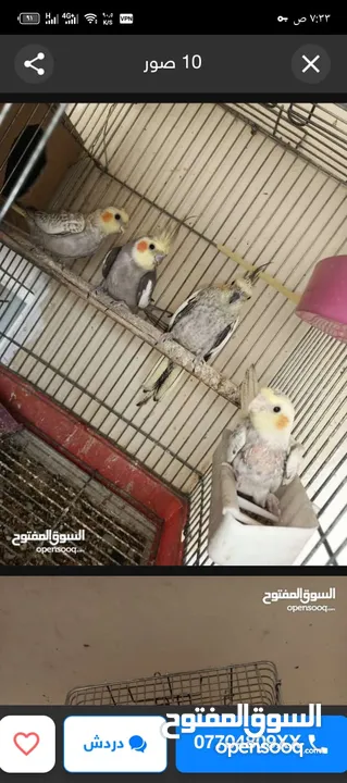 موجود جواز وفراخ كوكتيل شغال ومنتجة وشغل تدريب