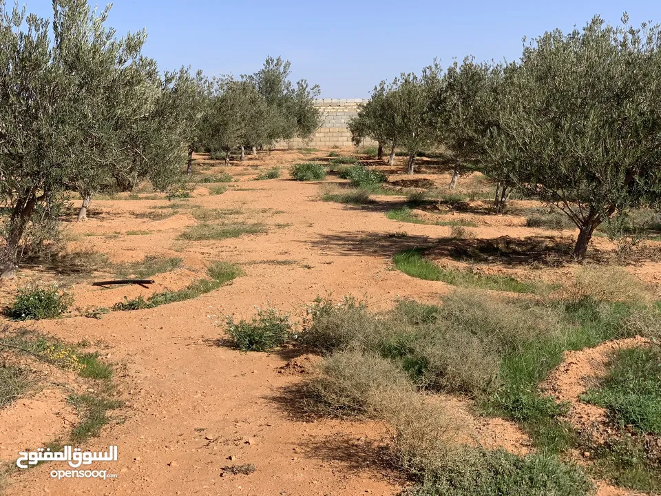 مزرعة نص هكتار فيها استراحة للبيع