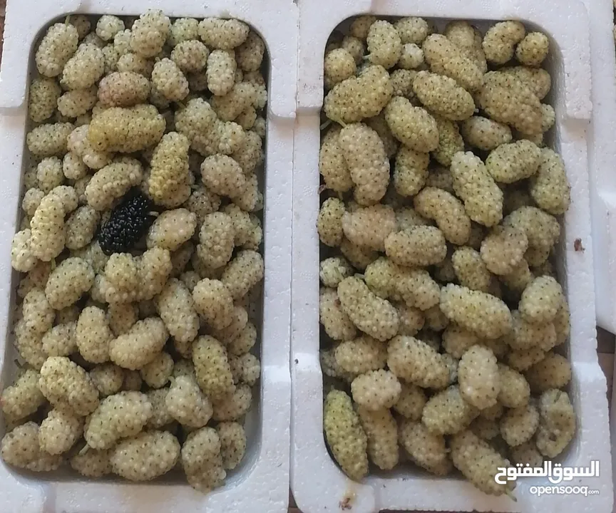 يوجد توت ابيض اسود