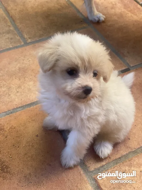 Puppies Maltese