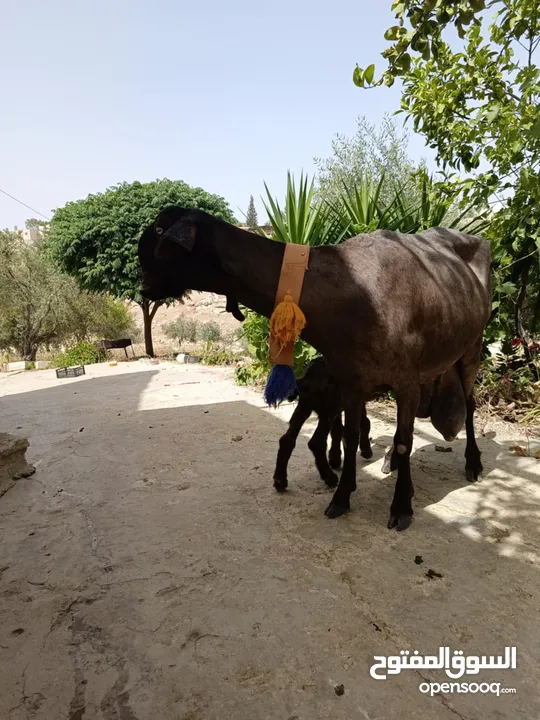 عنز شاميه معها صخله