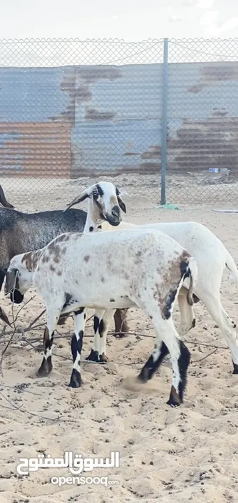 جعد كشمير اللهم بارك