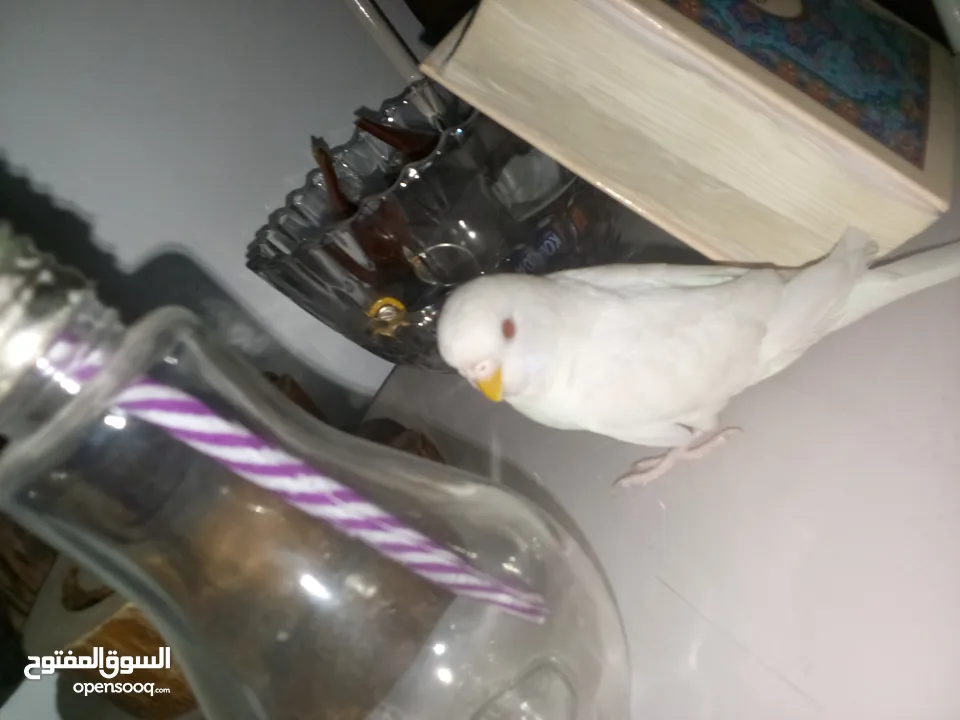 طيور حب للبيع جوز