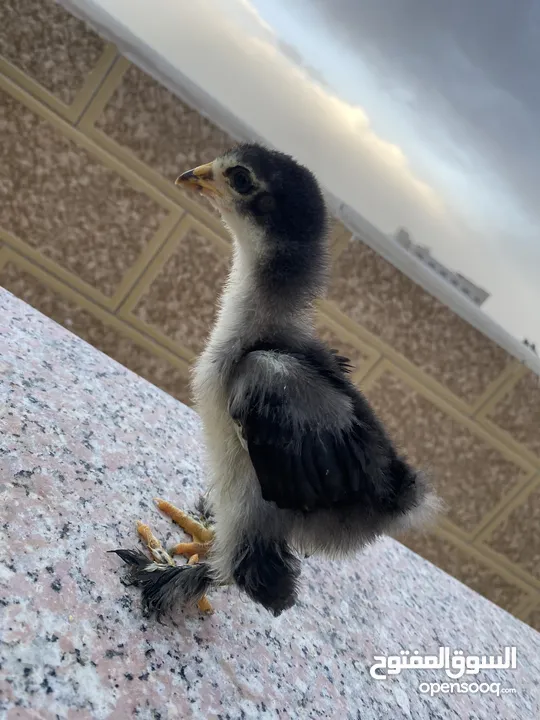 صيصان براهمي لبيع