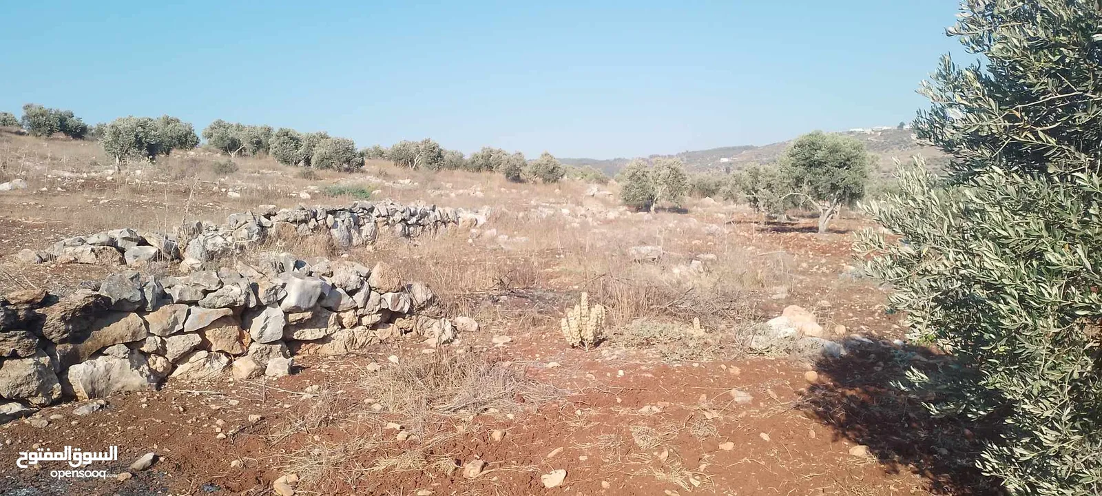 ارض للبيع في عربونه