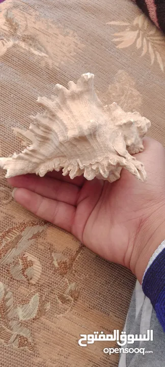 تحفه فنيه من شواطئ زاندفورت هولندا