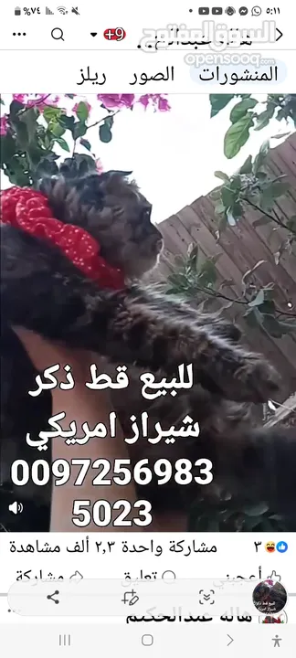 للبيع قطه شيرازي سكوتش بسعر 400 شيكل  للاستفسار