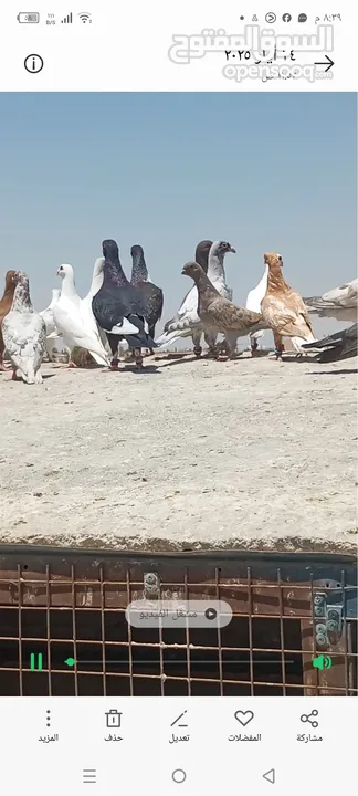 حمام للبيع
