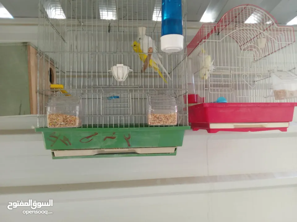 طيور للبيع ما شاء الله طيور بجننو طير من الجنه ما شاء الله الله يبارك لصاحب النصيب او صاحبيت النصيب