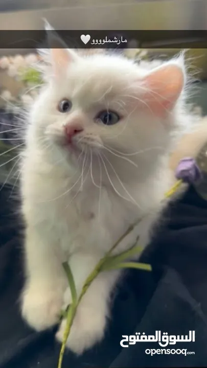 اربع قطط مكس هملايا وشيرازي انغورا للبيع :)