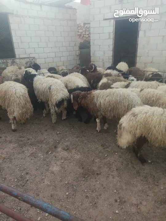 أضاحي الوزن الكيلو 5.50