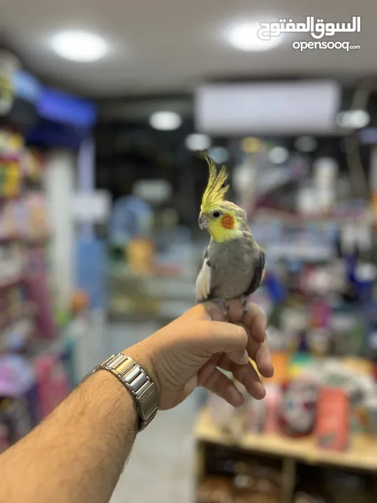 كوكتيل اليف فحل عليه عرض