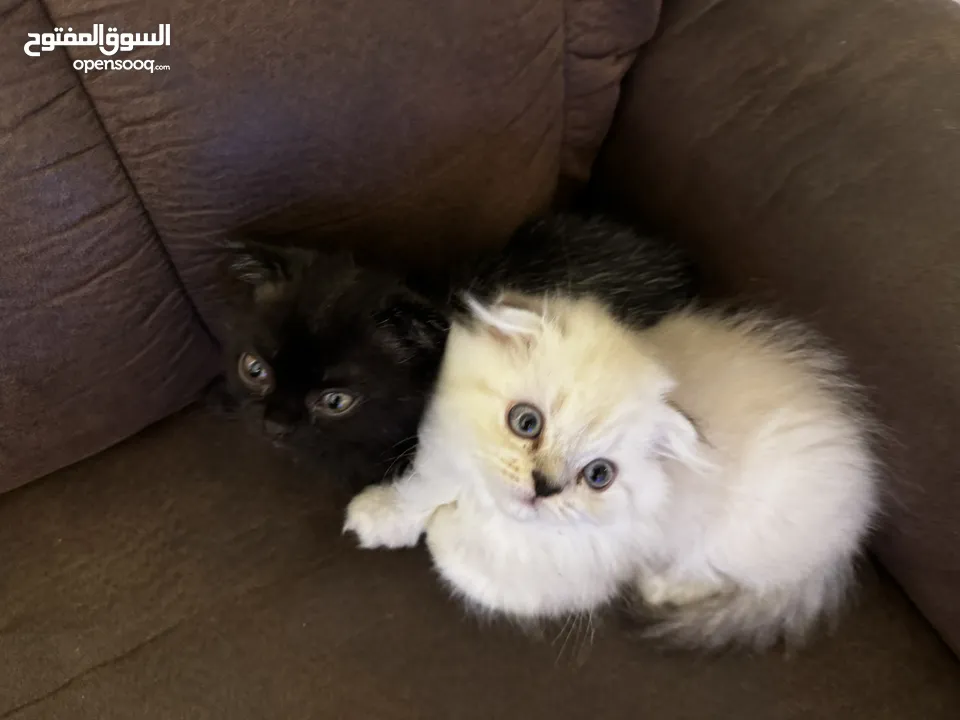 Scottish fold kitten