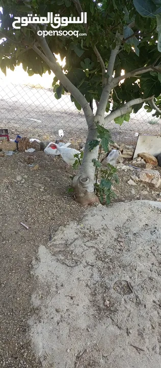 حبش ازرق للبيع