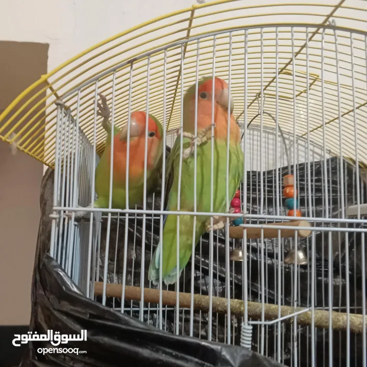 كوم روز للبيع او البدل