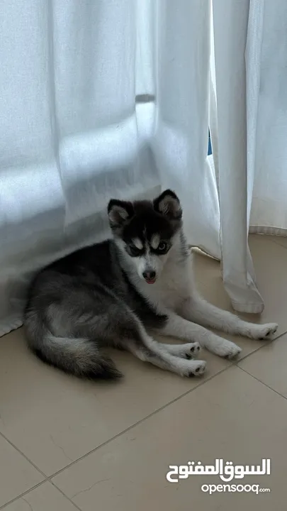 Contace me ONLY for who will love my 8 month old Pomsky..