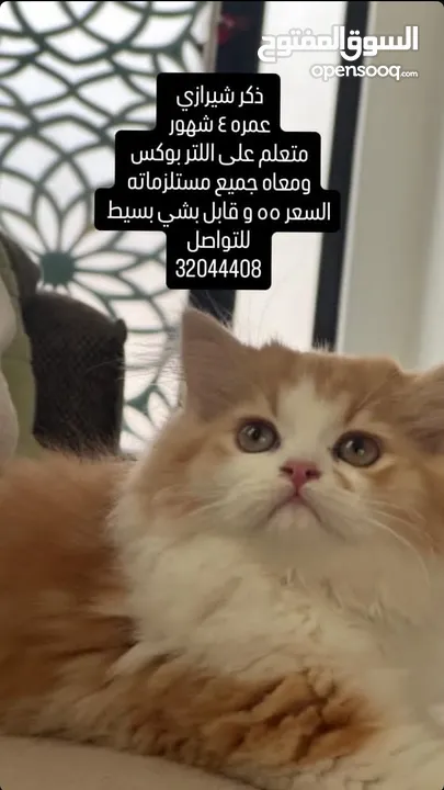 قط شيرازي بيور