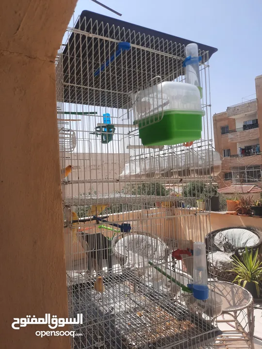 عصافير كنار