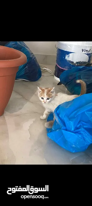 بسه صغيرة مرحة ولطيفة عمرها شهرين تبحث عن بيت دافئ بسعر رمزي وقابل للتفاوض