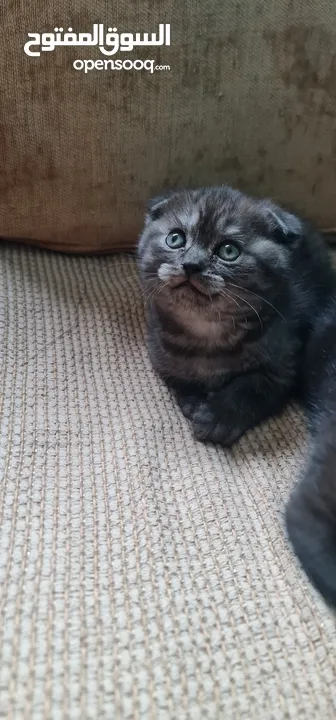 Pure scottish fold short hair for adoption in dubai with fee male and female قطط سكوتش فولد بريطاني