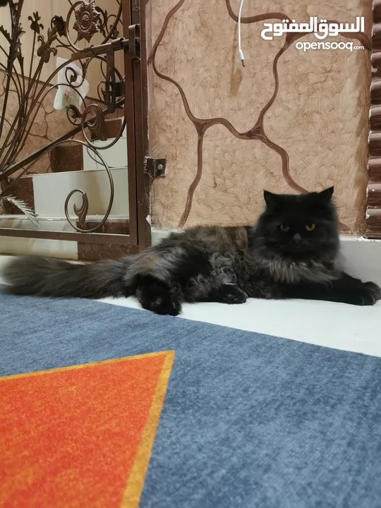 قط شيرازي باللون الأسود الملكي