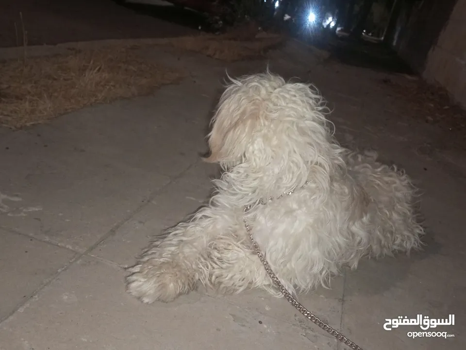 كلب مالتيز