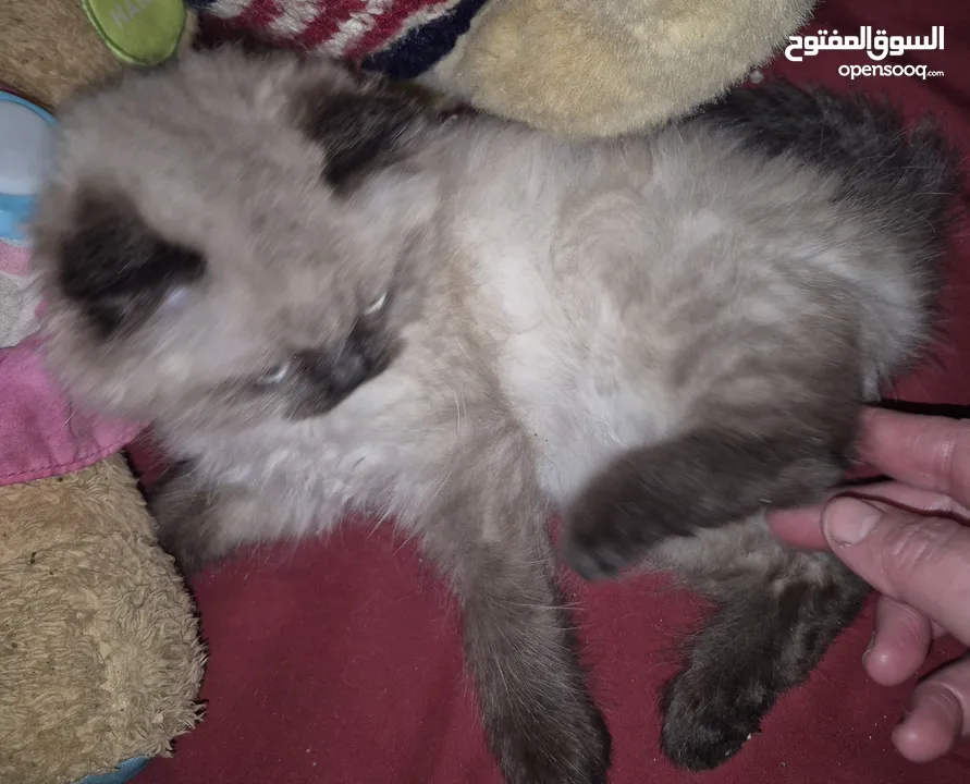 بريتش ريد اطراف قصيره لون اشقر شعر طويل وهمالايا تشوكلت بلو بوينت شعر طويل العمر شهرين ونص