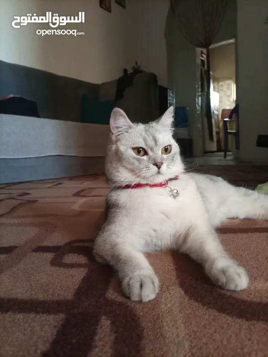 سكوتش ميكس بريتش